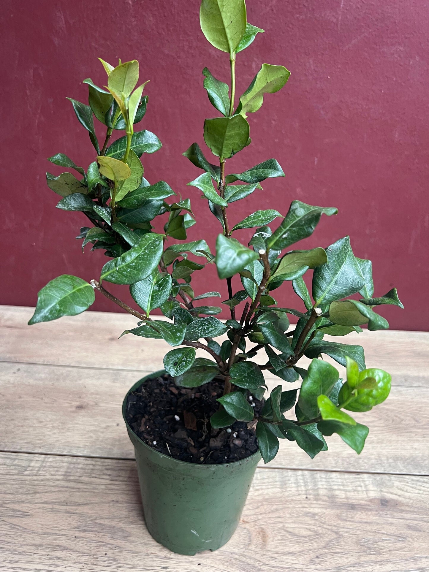 Confederate Jasmine,  Trachelospermum jasminoides, star jasmine in 6" Pot