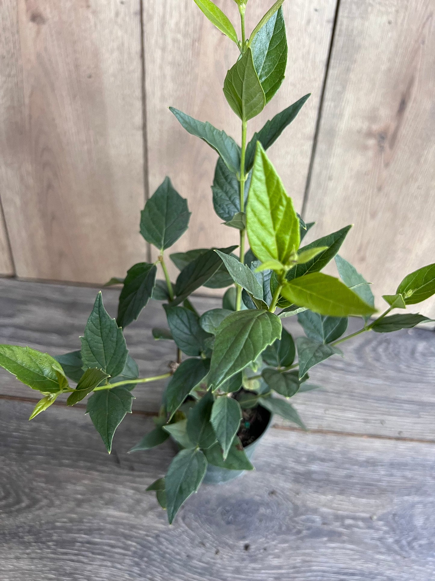 Nyctanthes arbor-tristis in 4" Pot