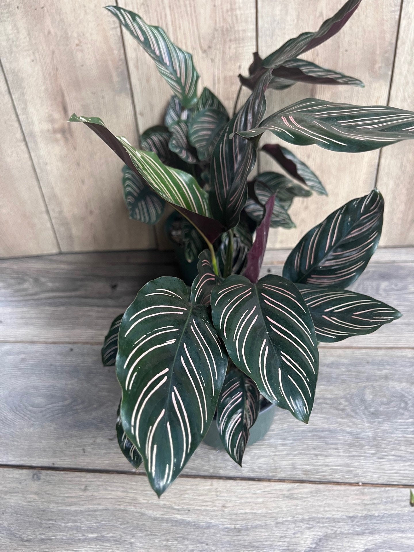 Calathea Ornata in 6" Pot, prayer plant