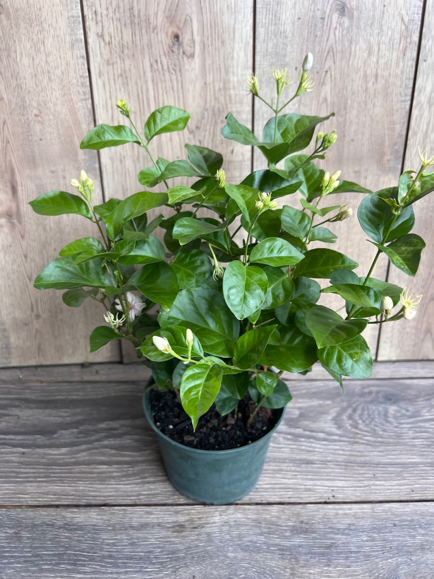 Jasminum sambac, Maid of New Orleans jasmine in 6" Pot, Arabian Jasmine