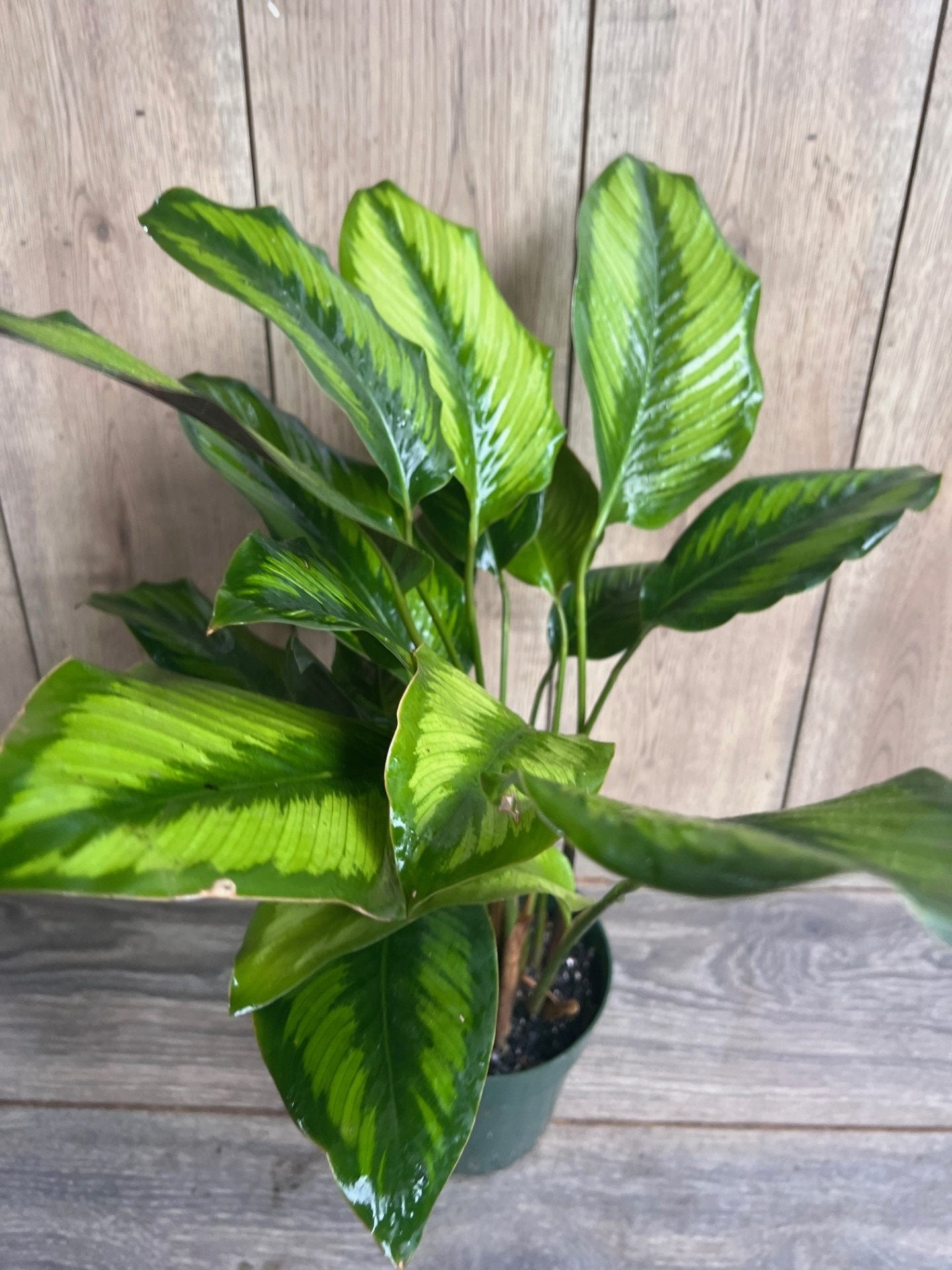 Calathea Beauty Star - Calathea , in 6" pot, Prayer Plant