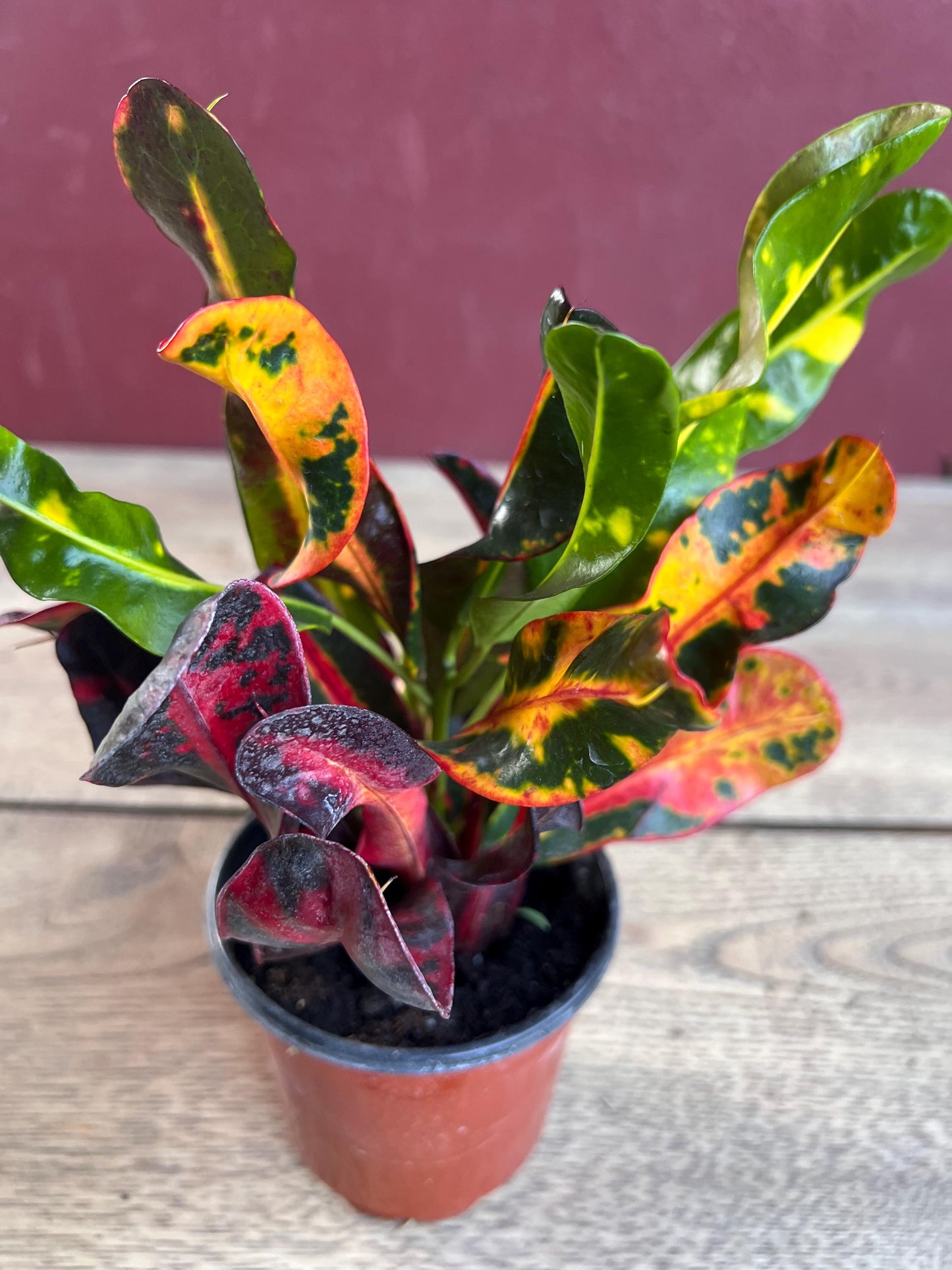 Croton Mamey in 4" Pot, house plant, indoor, outdoor