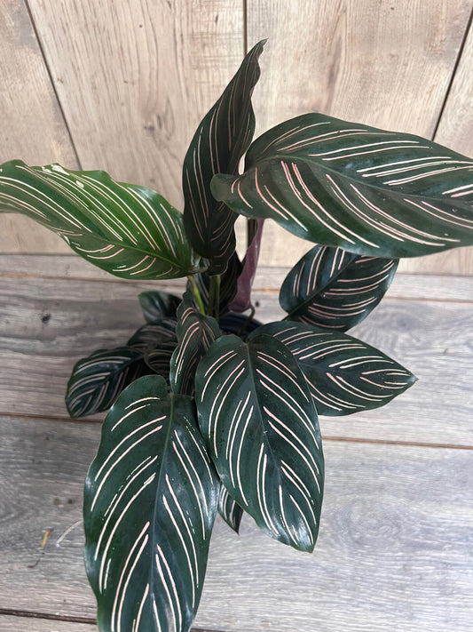 Calathea Ornata in 6" Pot, prayer plant