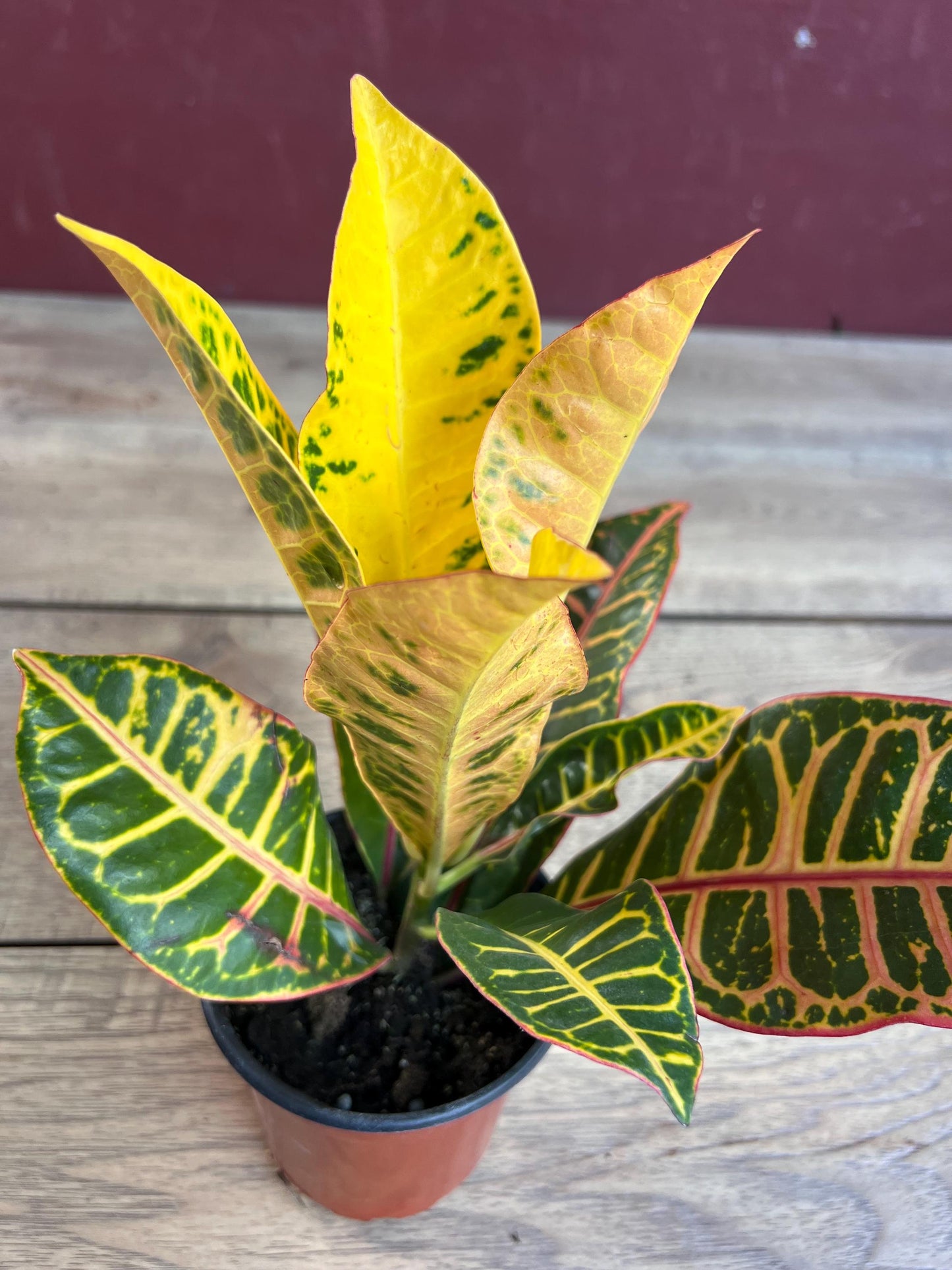 Croton  Petra  in 4" Pot, house plant, indoor, outdoor