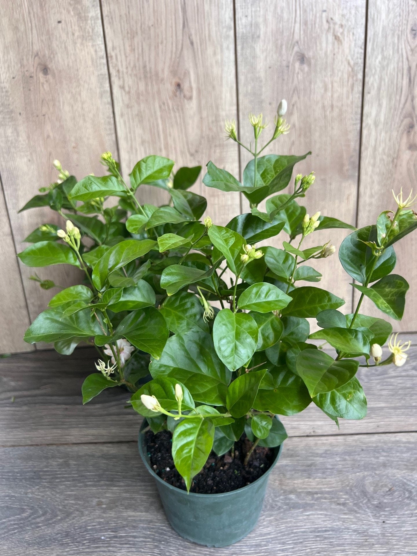 Jasminum sambac, Maid of New Orleans jasmine in 6" Pot, Arabian Jasmine