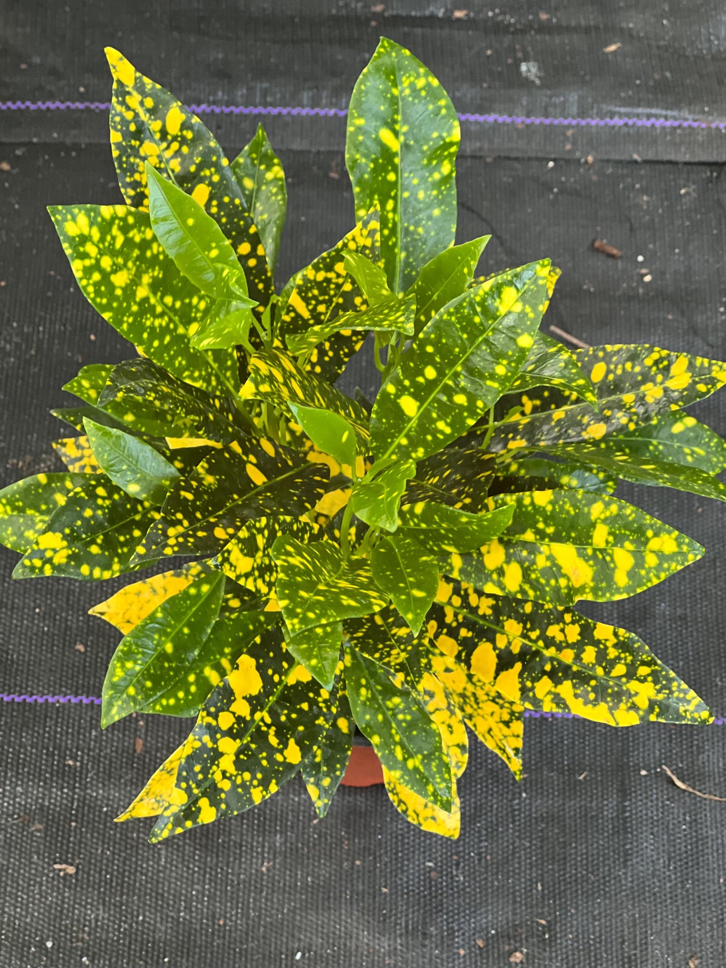 Croton Gold Star in 4" Pot, house plant, indoor, outdoor