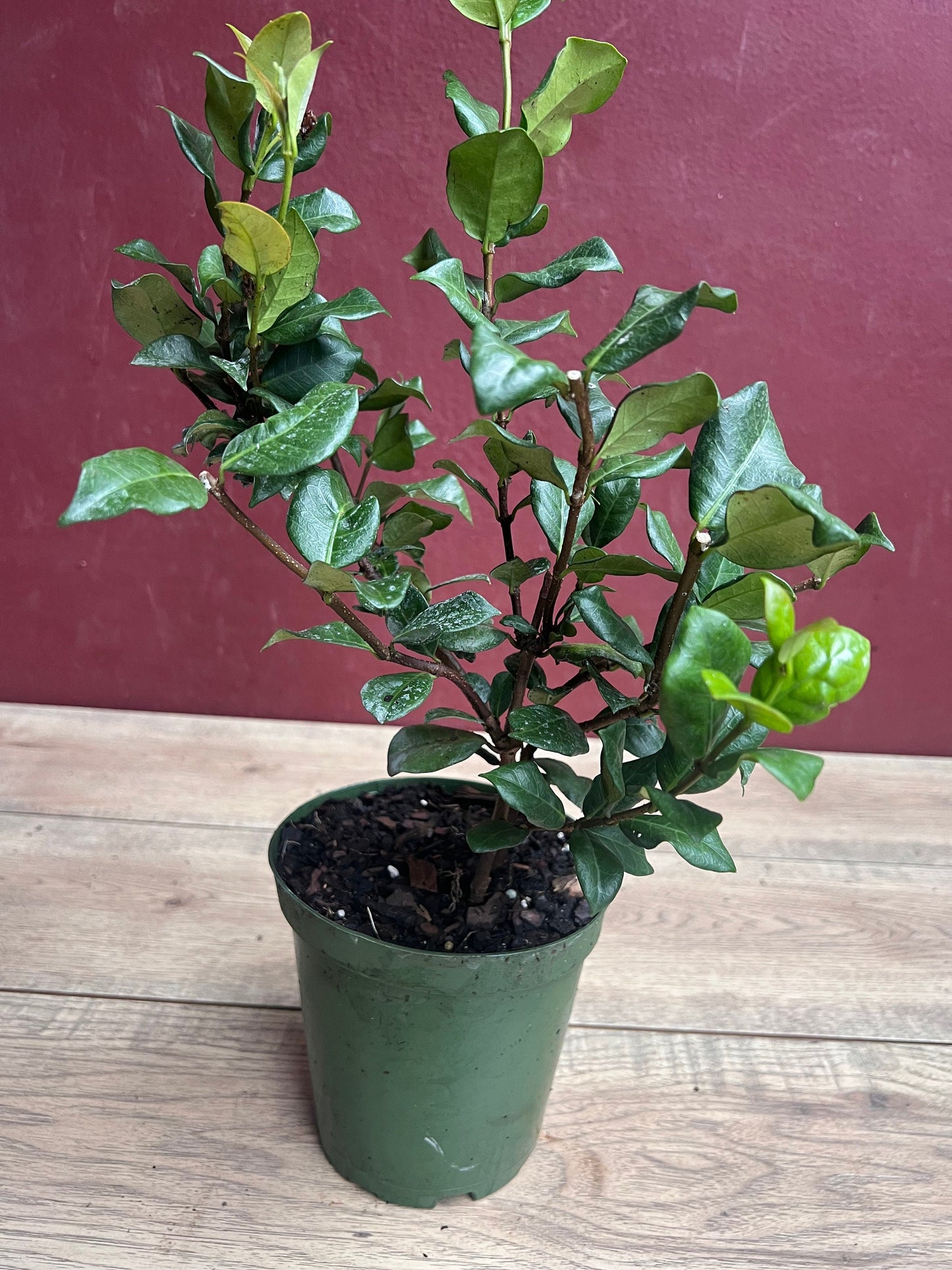 Confederate Jasmine,  Trachelospermum jasminoides, star jasmine in 6" Pot