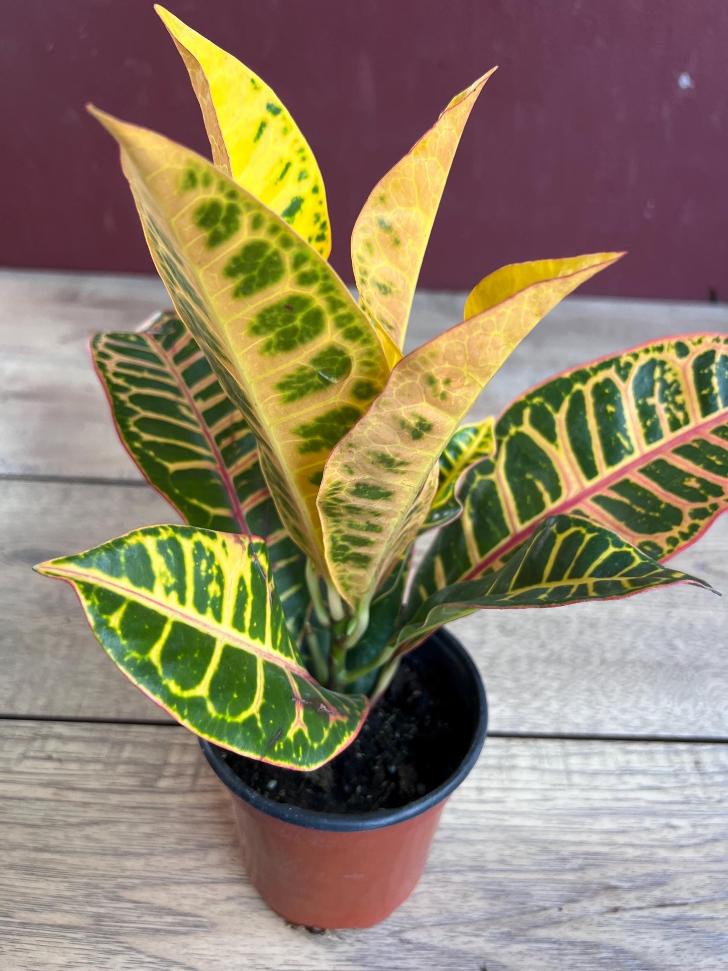 Croton  Petra  in 4" Pot, house plant, indoor, outdoor