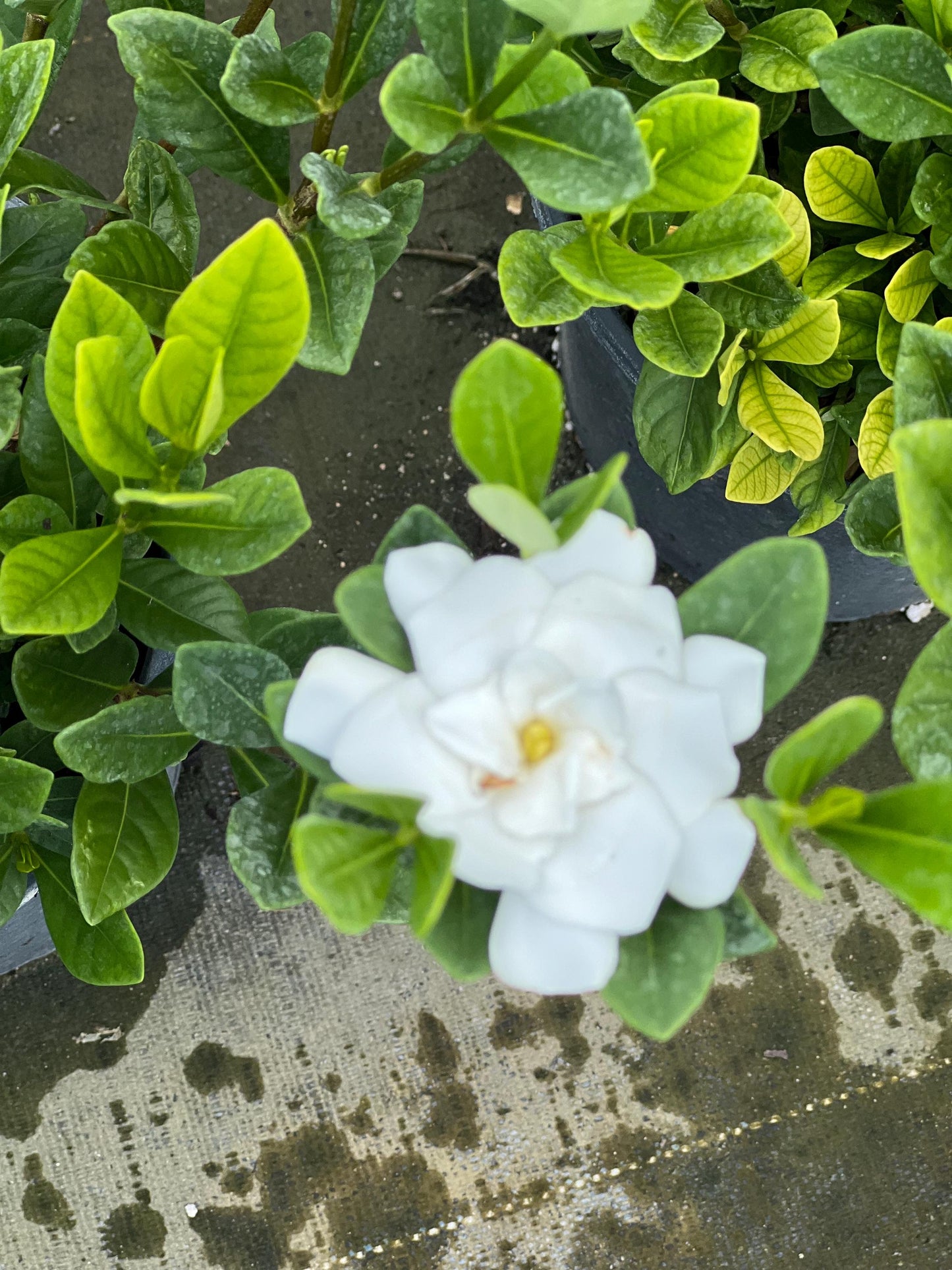 Gardenia jasminoides 'Button' in 6" pot, Gardenia