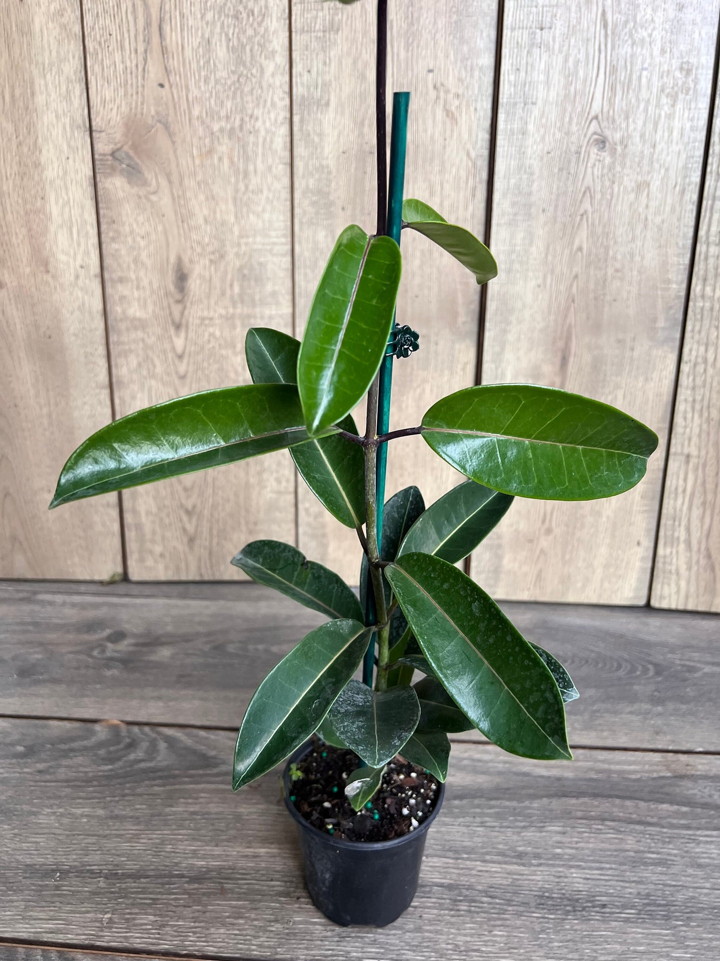 Stephanotis Floribunda Plant in 6", Jasminoides, Madagascar Jasmine, Bridal Bouquet Wedding Flower