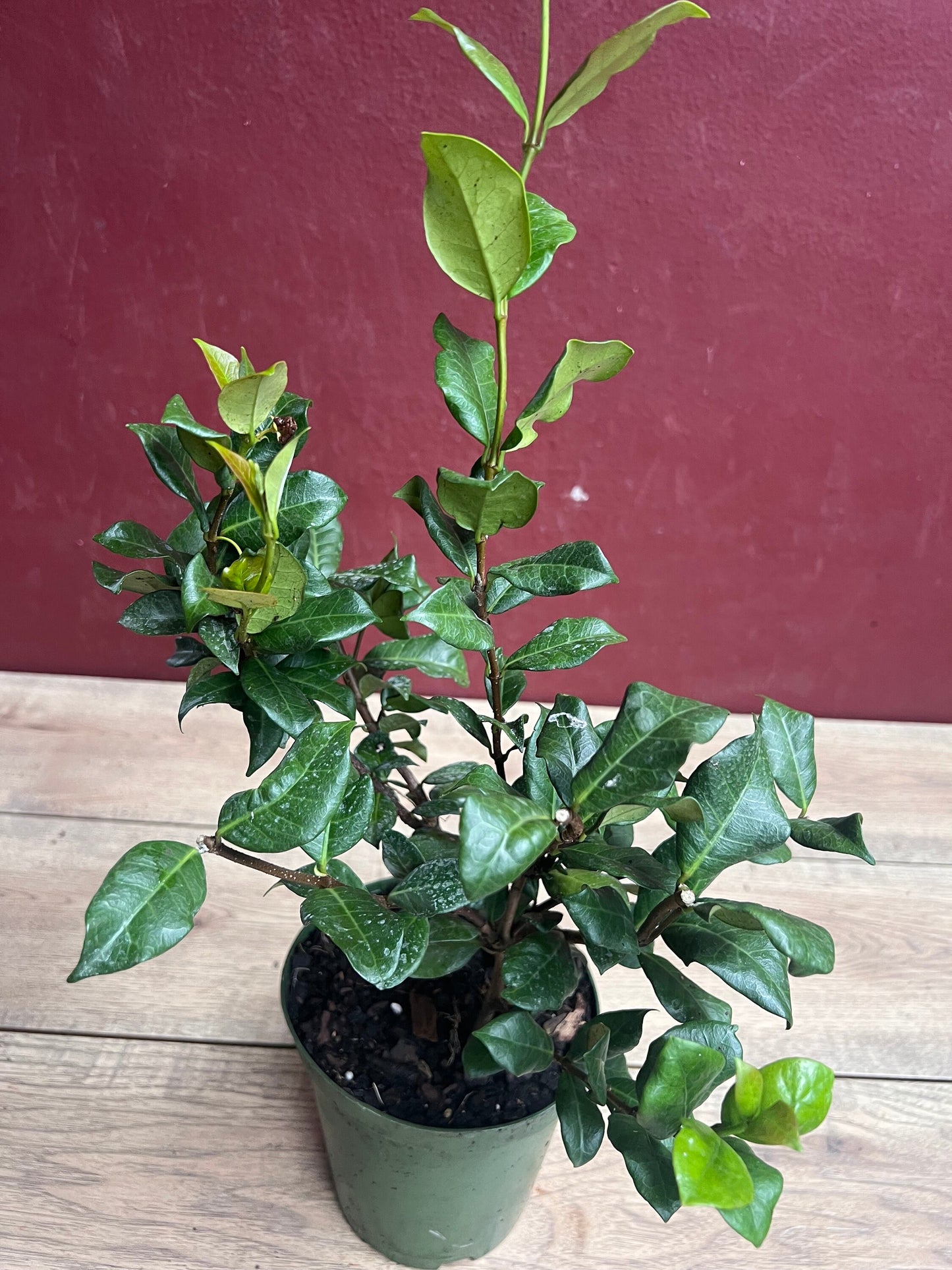 Confederate Jasmine,  Trachelospermum jasminoides, star jasmine in 6" Pot