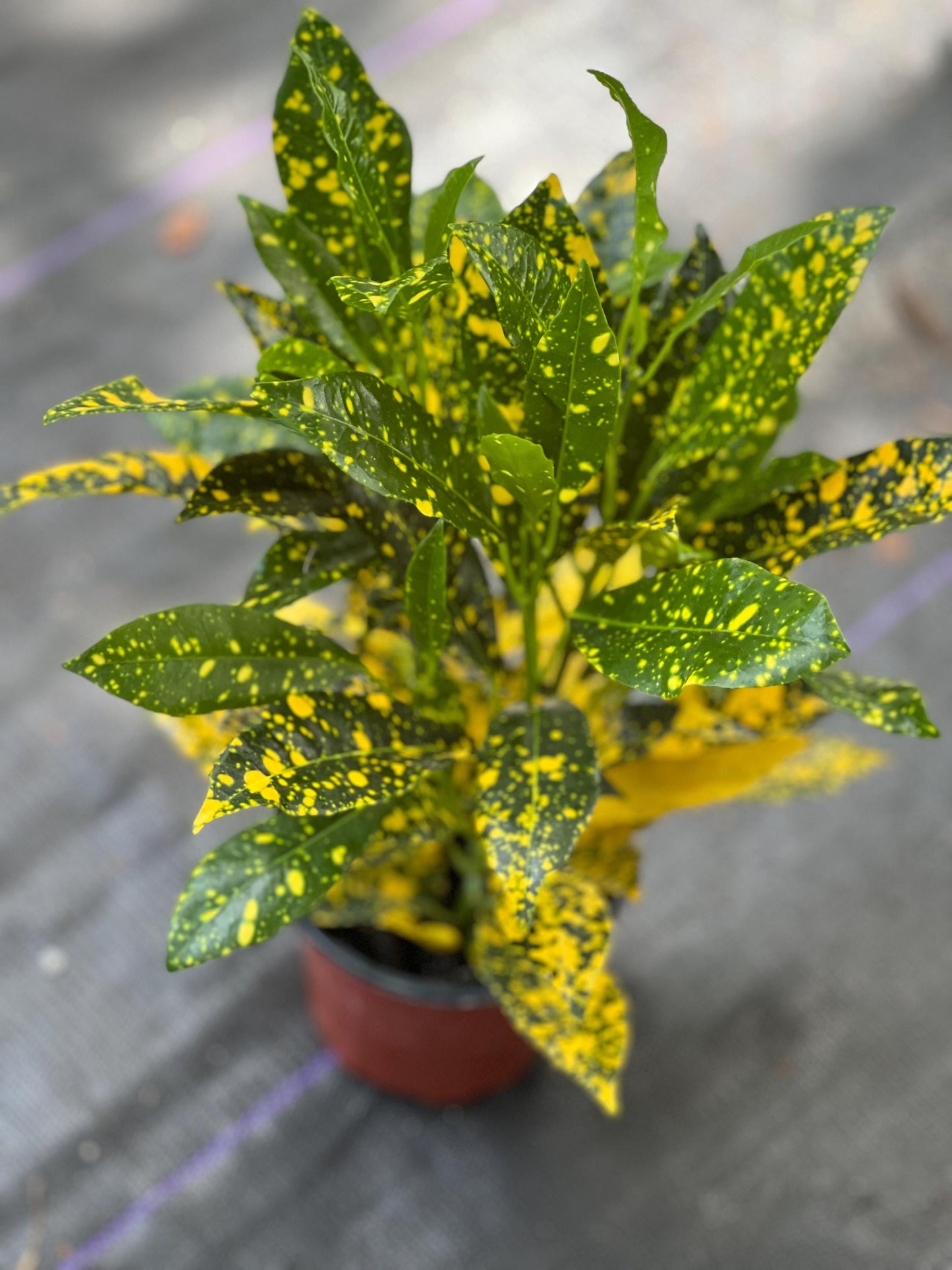 Croton Gold Star in 4" Pot, house plant, indoor, outdoor